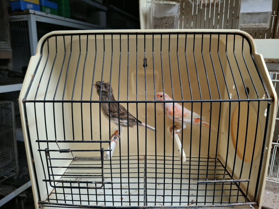 Canários arlequim e negros