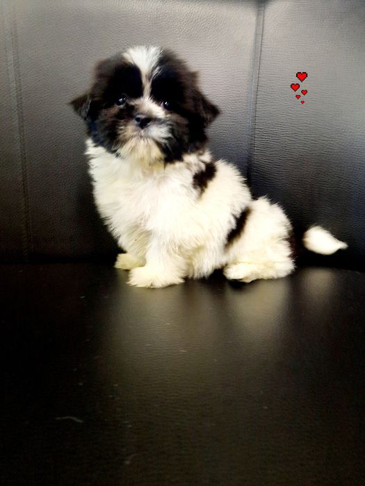 Shih tzu chłopak