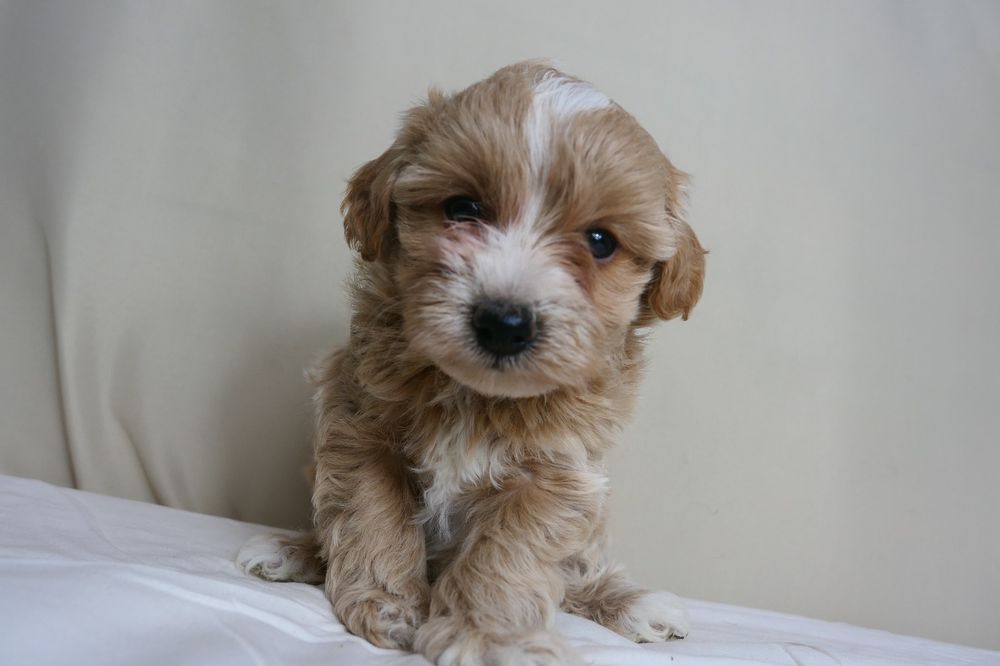 Maltipoo- Piękna suczka F1.