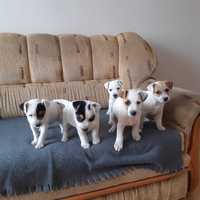 Parson Russell Terrier