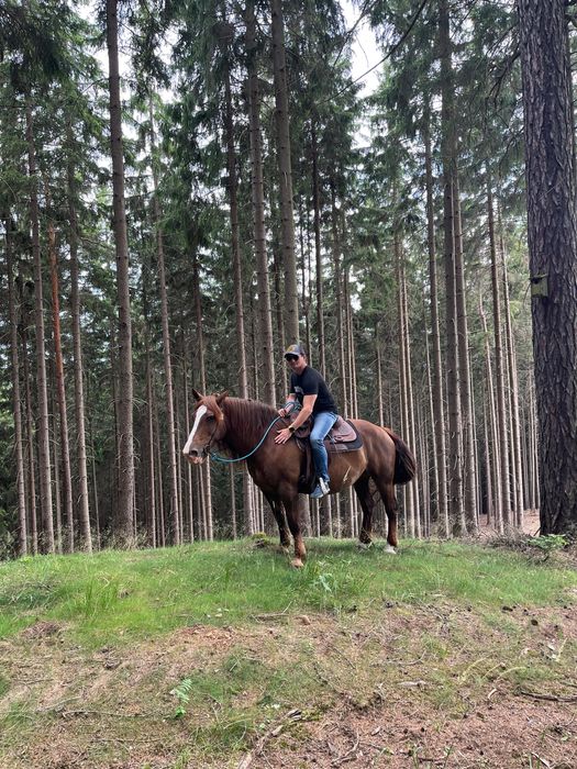 Bezpieczna Klacz Norycka 9lat ok.155cm