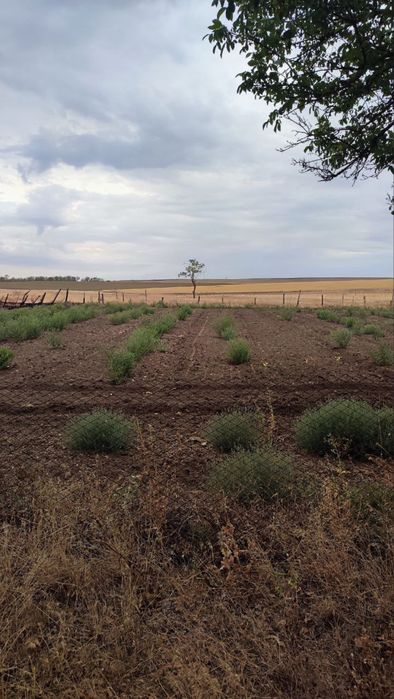 Продам два будинки