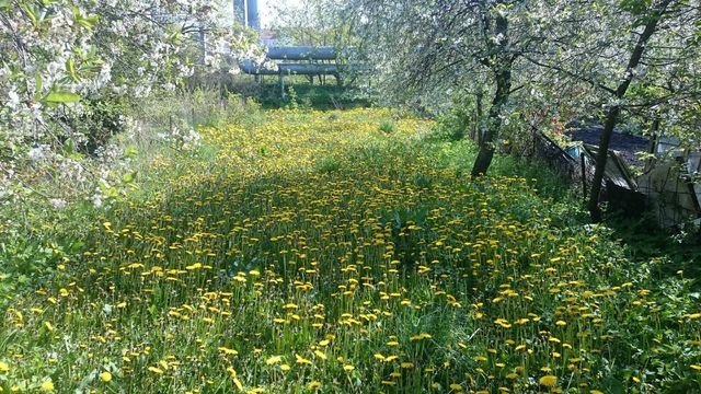 Działka ROD - Gdynia główna koło Hali targowej