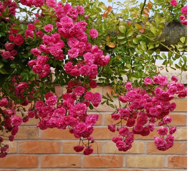 Англійська плетиста роза Мініхаха