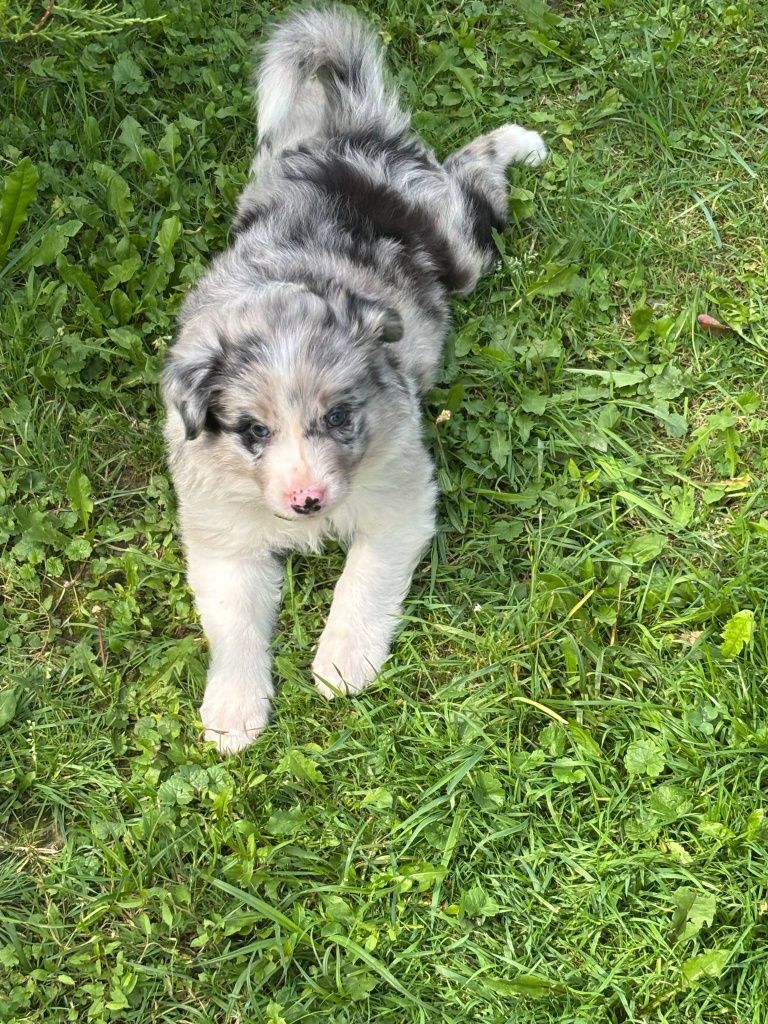 Border collie - piesek blue merle