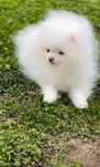 Szpic miniaturowy pomeranian mikro