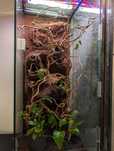 Terrarium / flexarium kameleon Lamparci samica