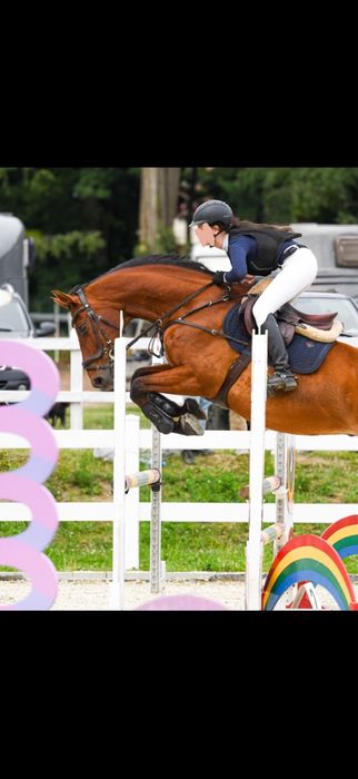napiersnik 5 punktowy kavalkade