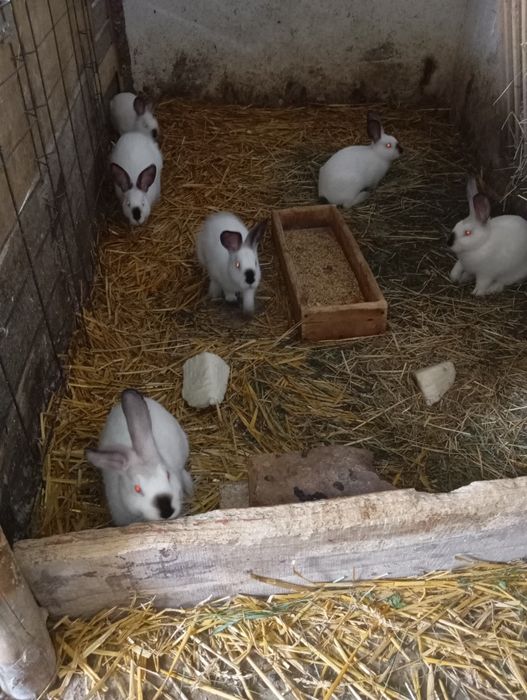 Króliki kalifornijskie