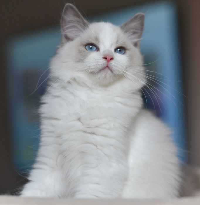 chłopczyk Ragdoll gotowy do zmiany domku