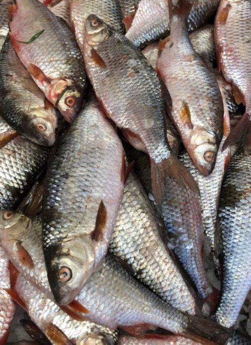 Ploć idealna na szczupaka lub sandacza