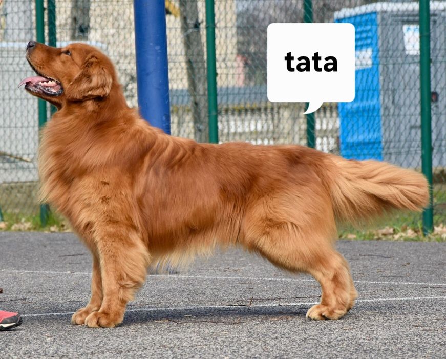 Szczenię Golden Retriever 100% linia Amerykańska  FCI ZKWP