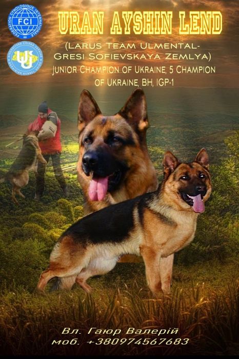 В'язка Німецька вівчарка.