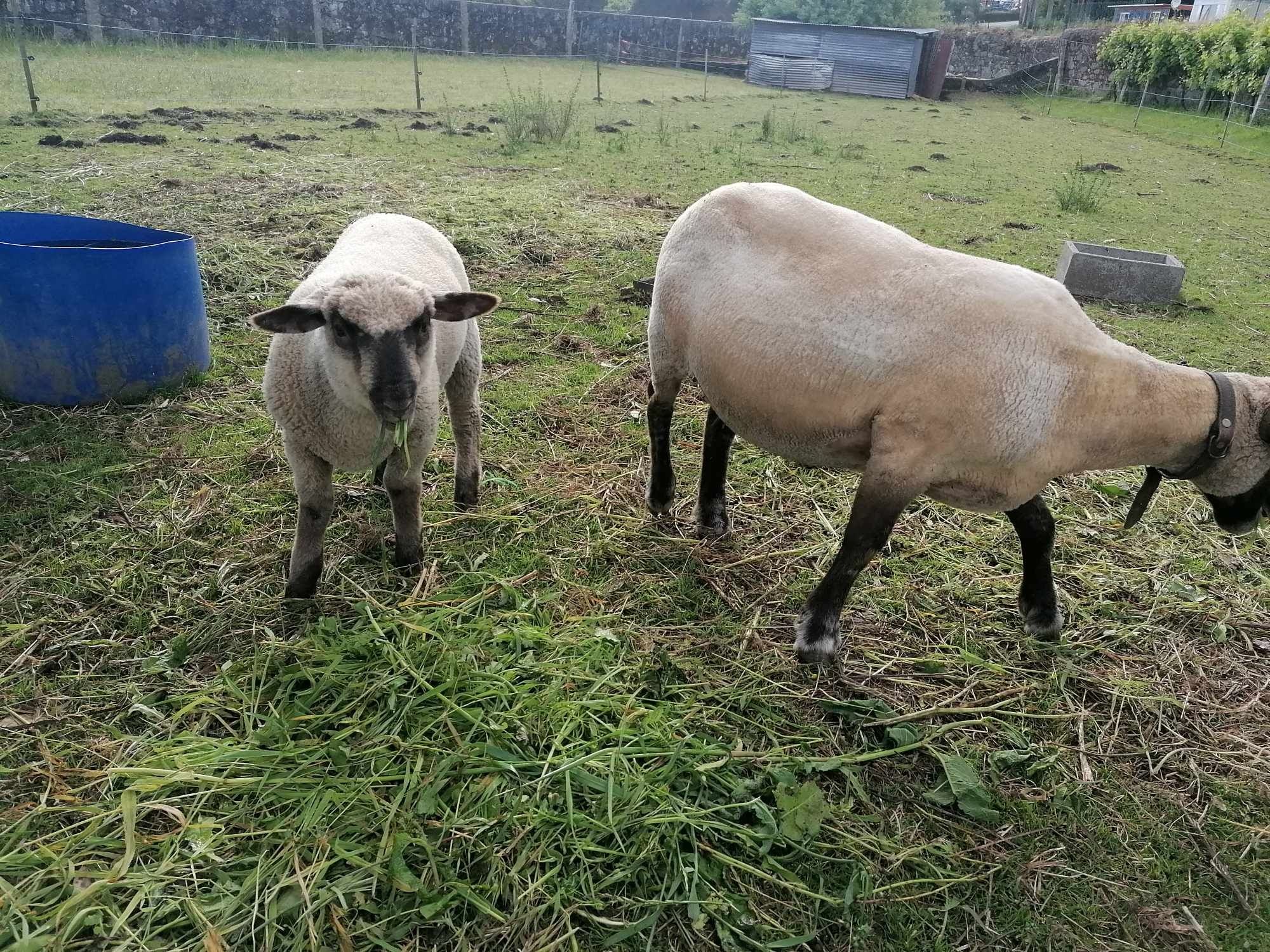 Disponível Anho/borrego