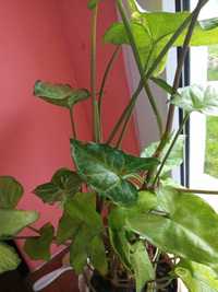Syngonium ,roślina domowa