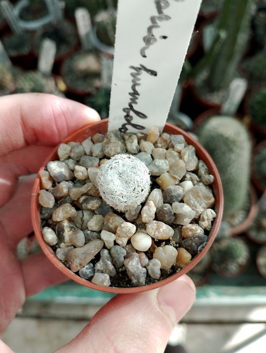 Кактусы Mammillaria humboldtii