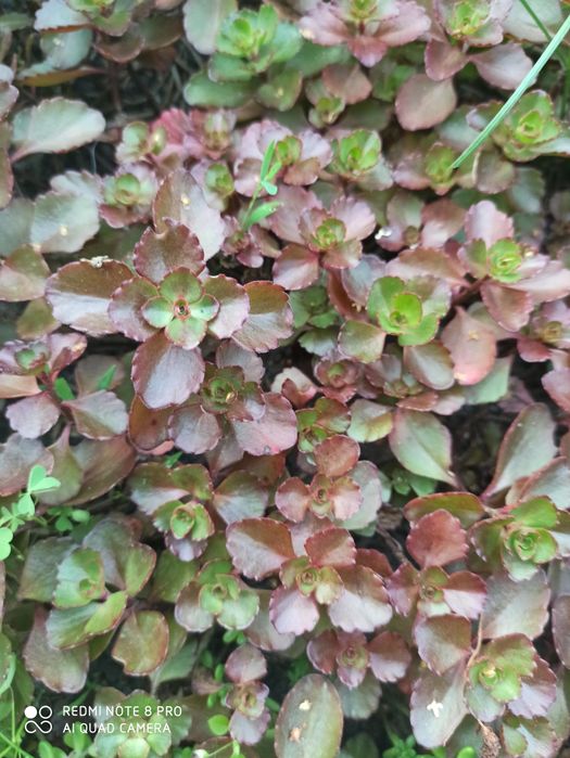 Очиток ( седум) ложный триколор и Ред дракон.