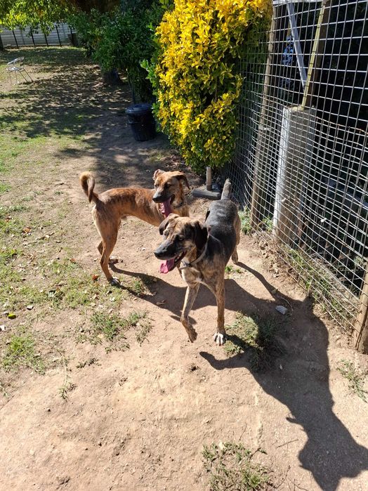 Cães  machos para adoção.Zona Matosinhos/Porto