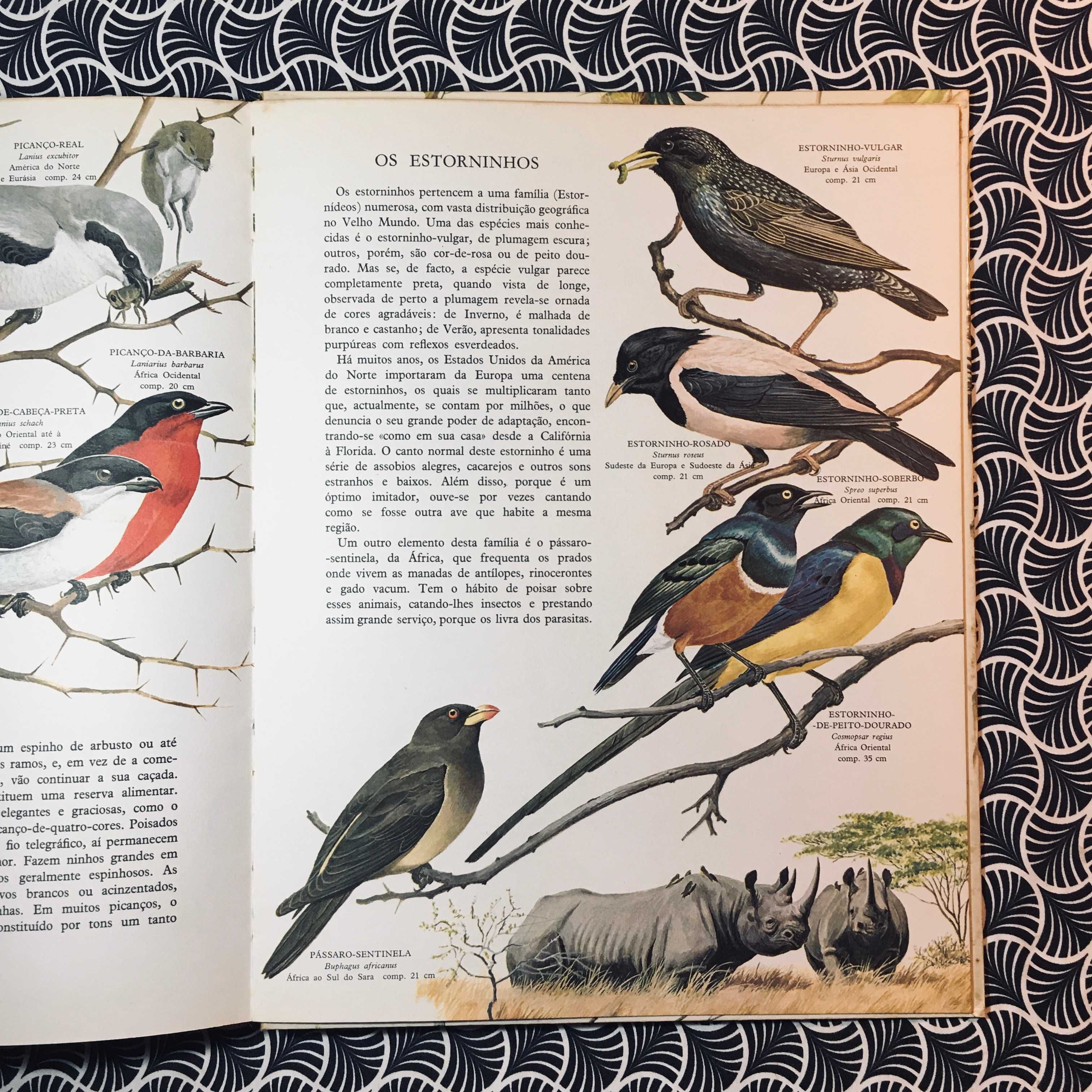 O Grande Livro das Aves - Robert Porter Allen