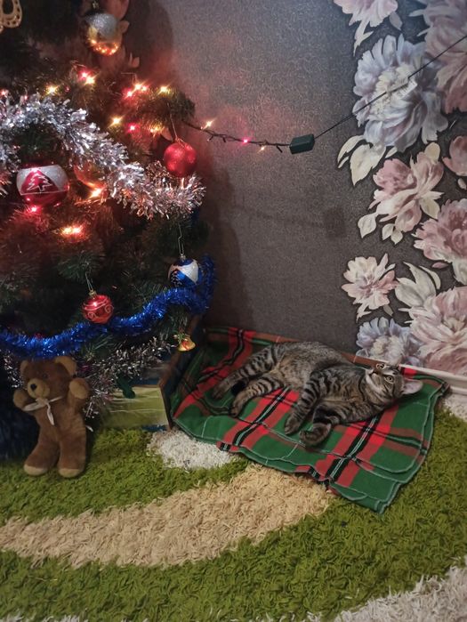 Котик  безкоштовно