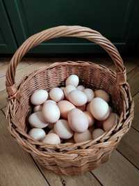 Świeże jajka z prawdziwego wolnego wybiegu, gospodarstwo ekologiczne