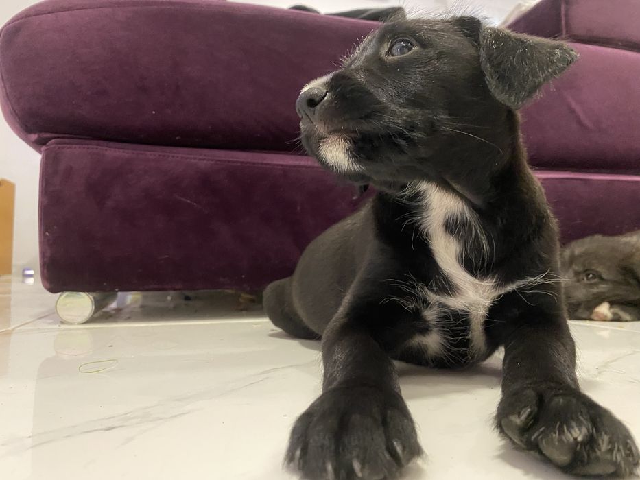 Cachorrinha para adoção