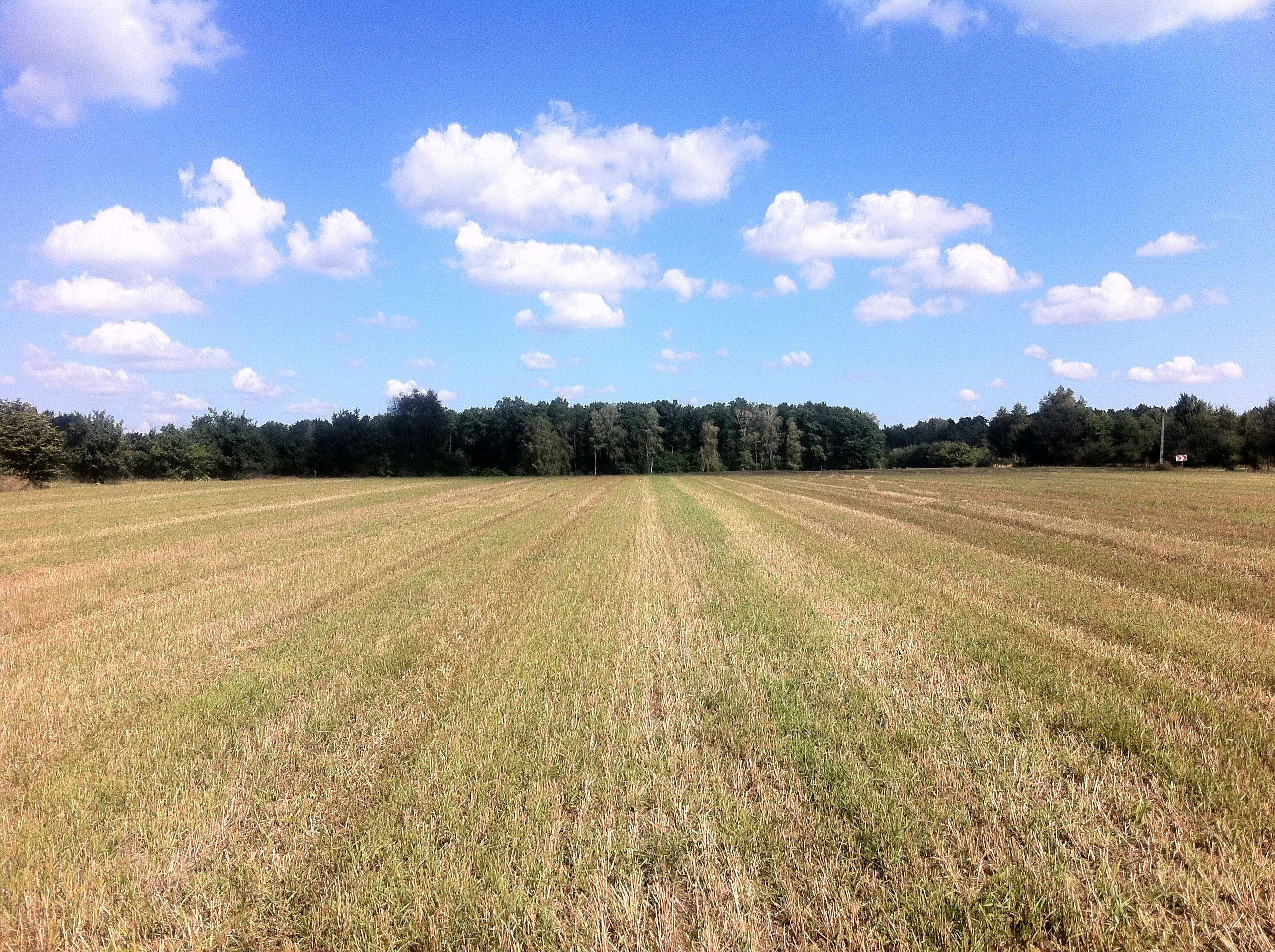 gm. Wilga. Wieś Trzcianka. Działka Budowlana.