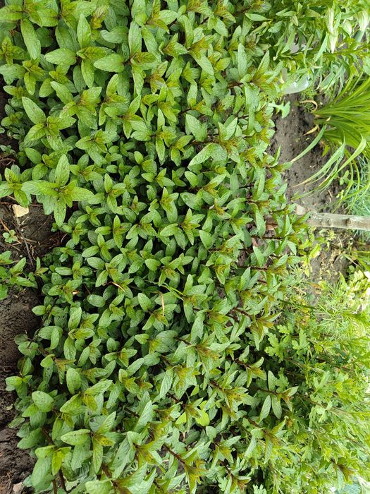 Очиток м'ясистий, біла лілія, м'ята смак жуйки Wriggle's