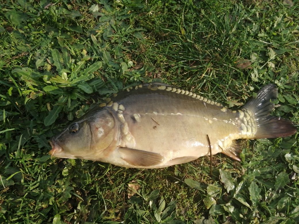 Łowisko wędkarskie staw komercja