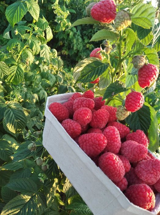 Sprzedam sadzonki malin WCZESNE,PÓŻNE, Gigant owoce -SZYBKA WYSYŁKA