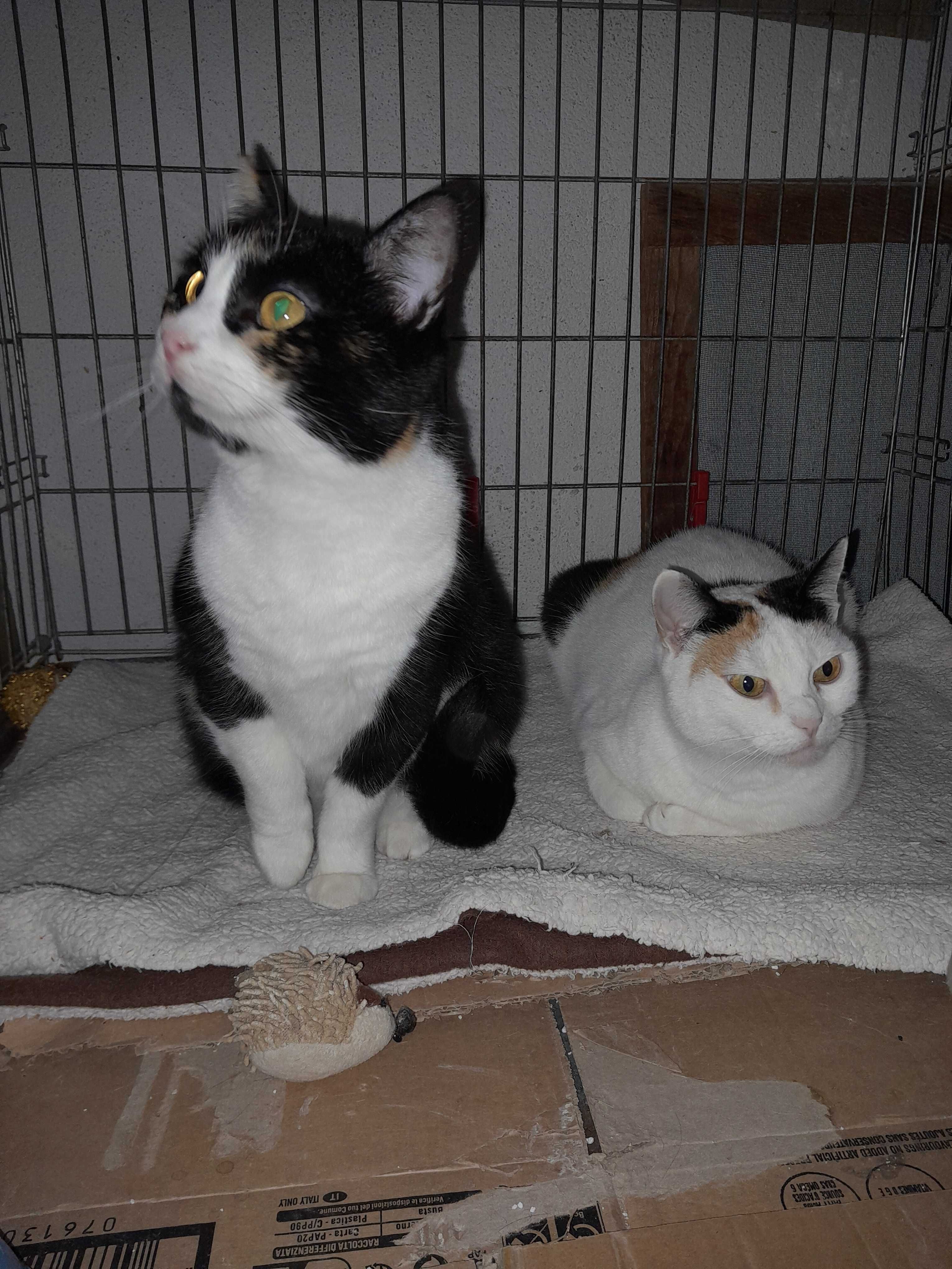 Gatinhas para adoção consciente