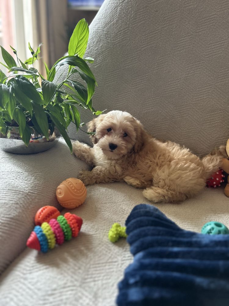 MALTIPOO - Samczyk