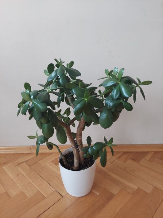 Grubosz zwany drzewkiem szczęścia