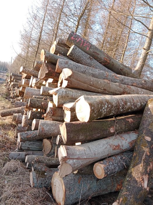 Drewno bukowe kominkowe