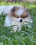 Cudo! Pomeranian FCI z wyjątkowym kolorem!