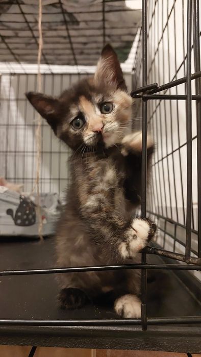 Кошеня-дівчинка 1,5міс.врятували з вулиці.Відповідальній родині.