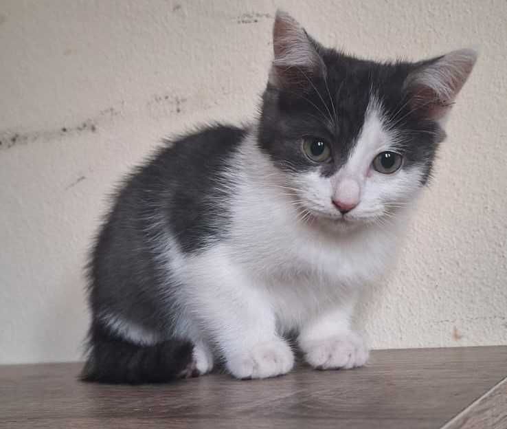 Gatinha para adoção