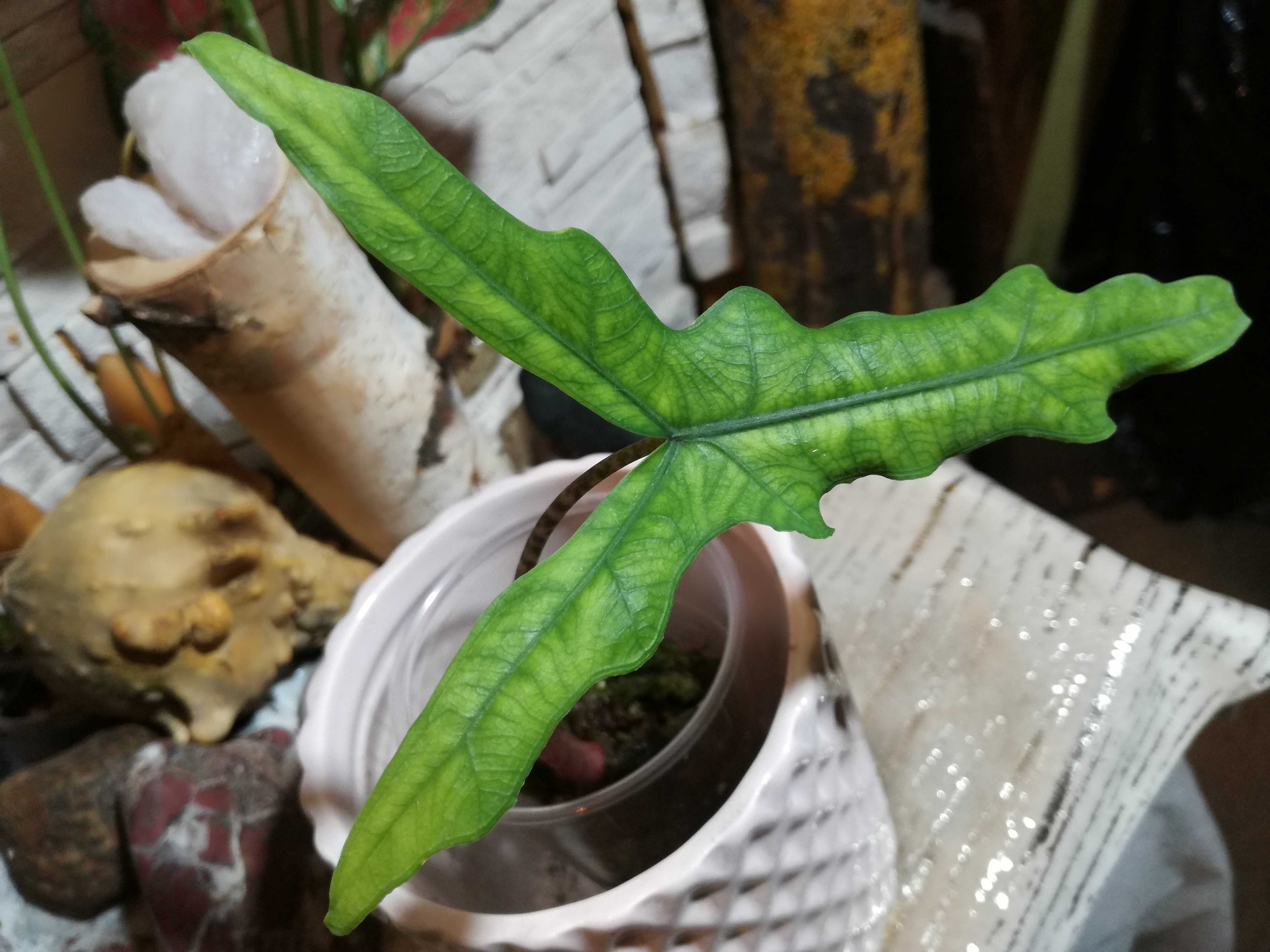 INTERNATIONAL Alocasia Sulawesi Sabrina dragon philodendron