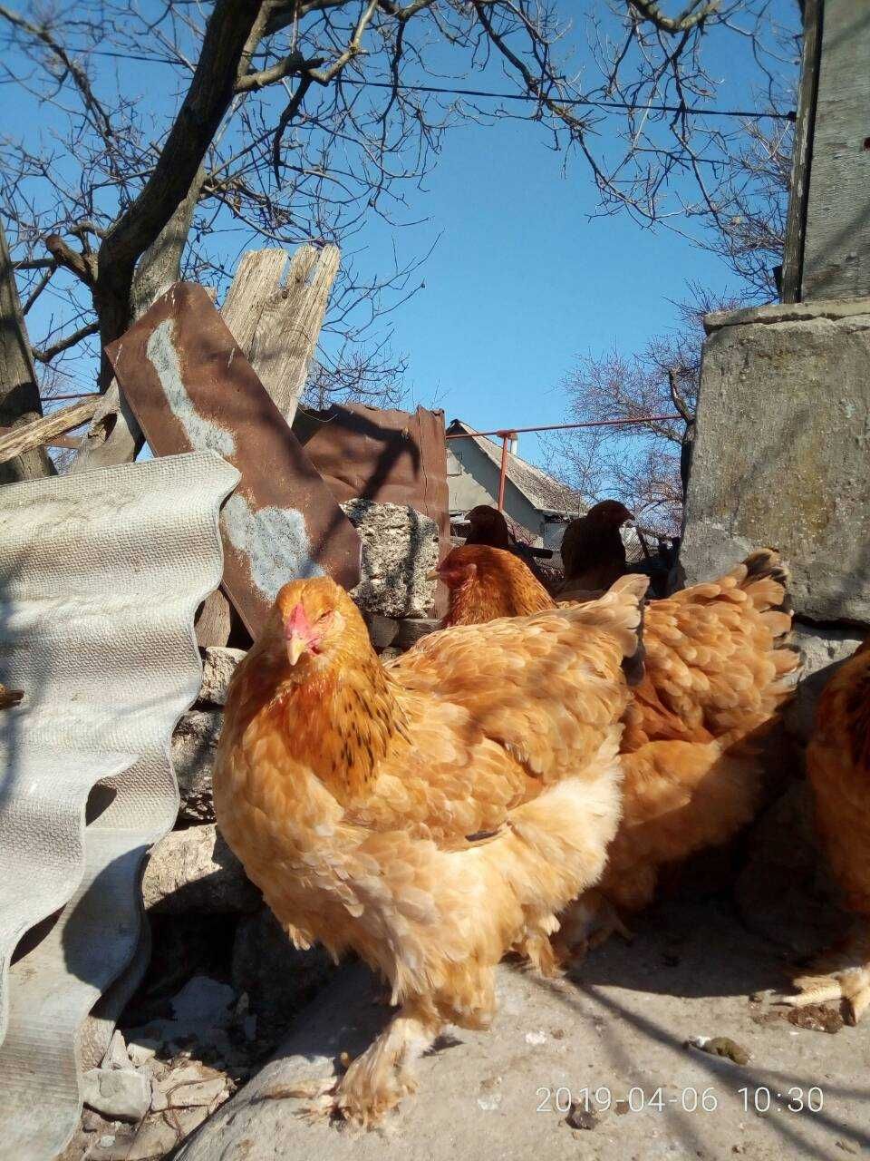 Племінні півні,  кури Брама (палева). Курчата. Яйця інкубаційні.