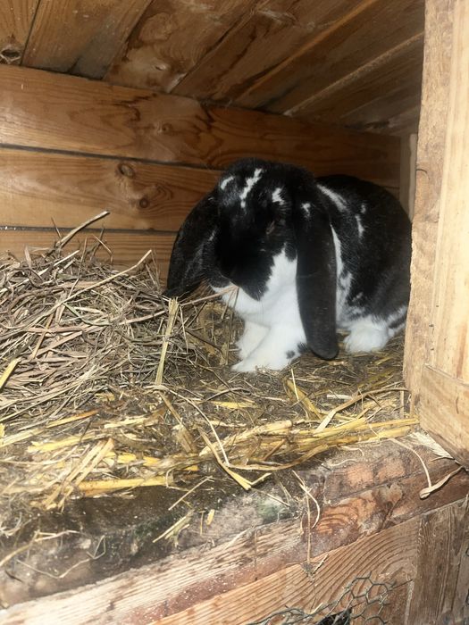 Barany 1+3  likwidacja sprzedam