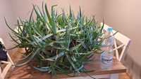 Wielki aloes wieloletni ogromny okaz