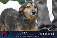 Jota -do adopcji