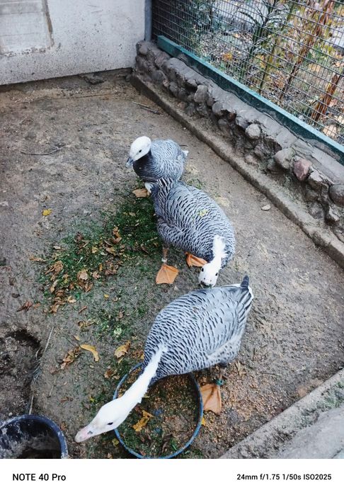 Gęsi ozdobne dorosłe z młodym