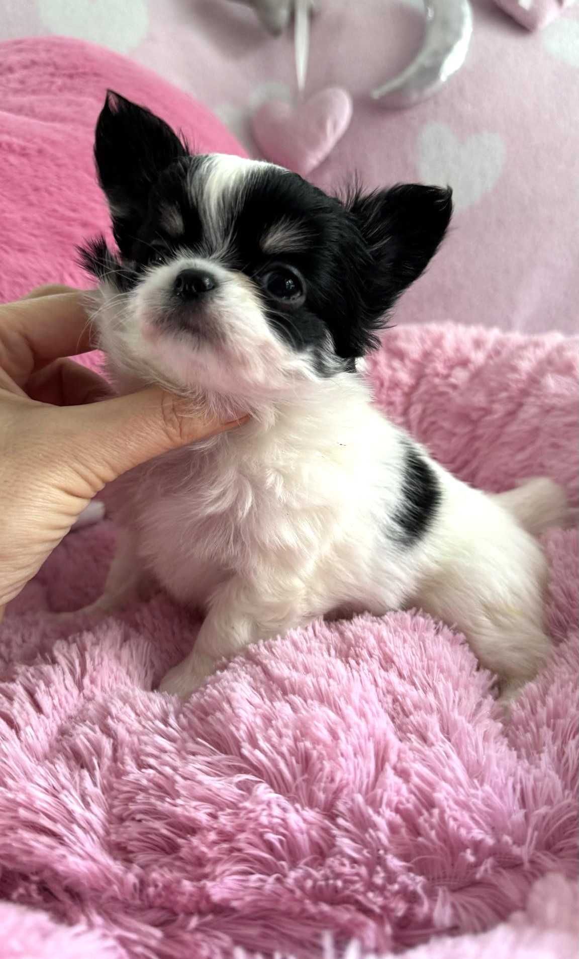 Chihuahua **Super Mini**Suczka, do 1,6kg. Doskonała-Joko.