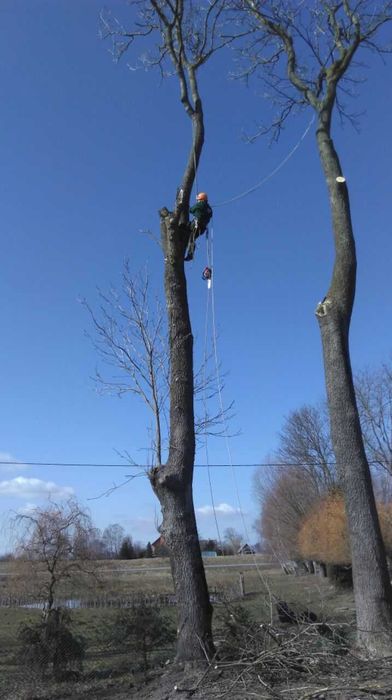 Wycinka i przycinka drzew