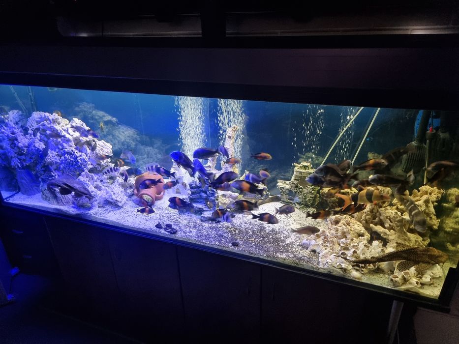 Akwarium 840l kompletne