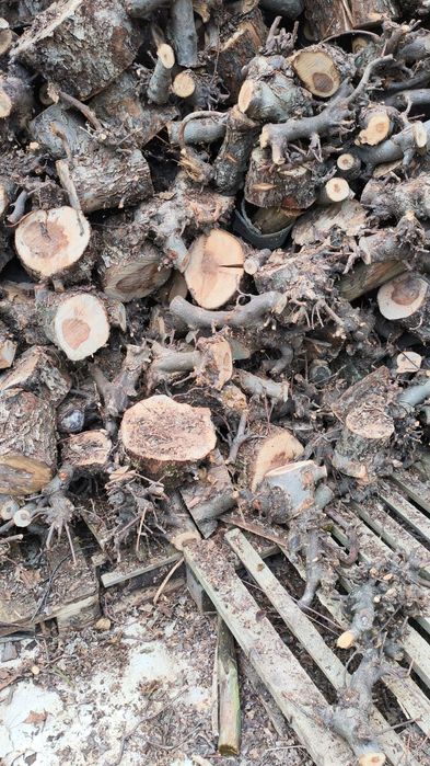 Drzewo opałowe sezonowane