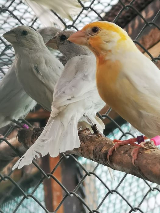 Gile meksykańskie mutacja opal