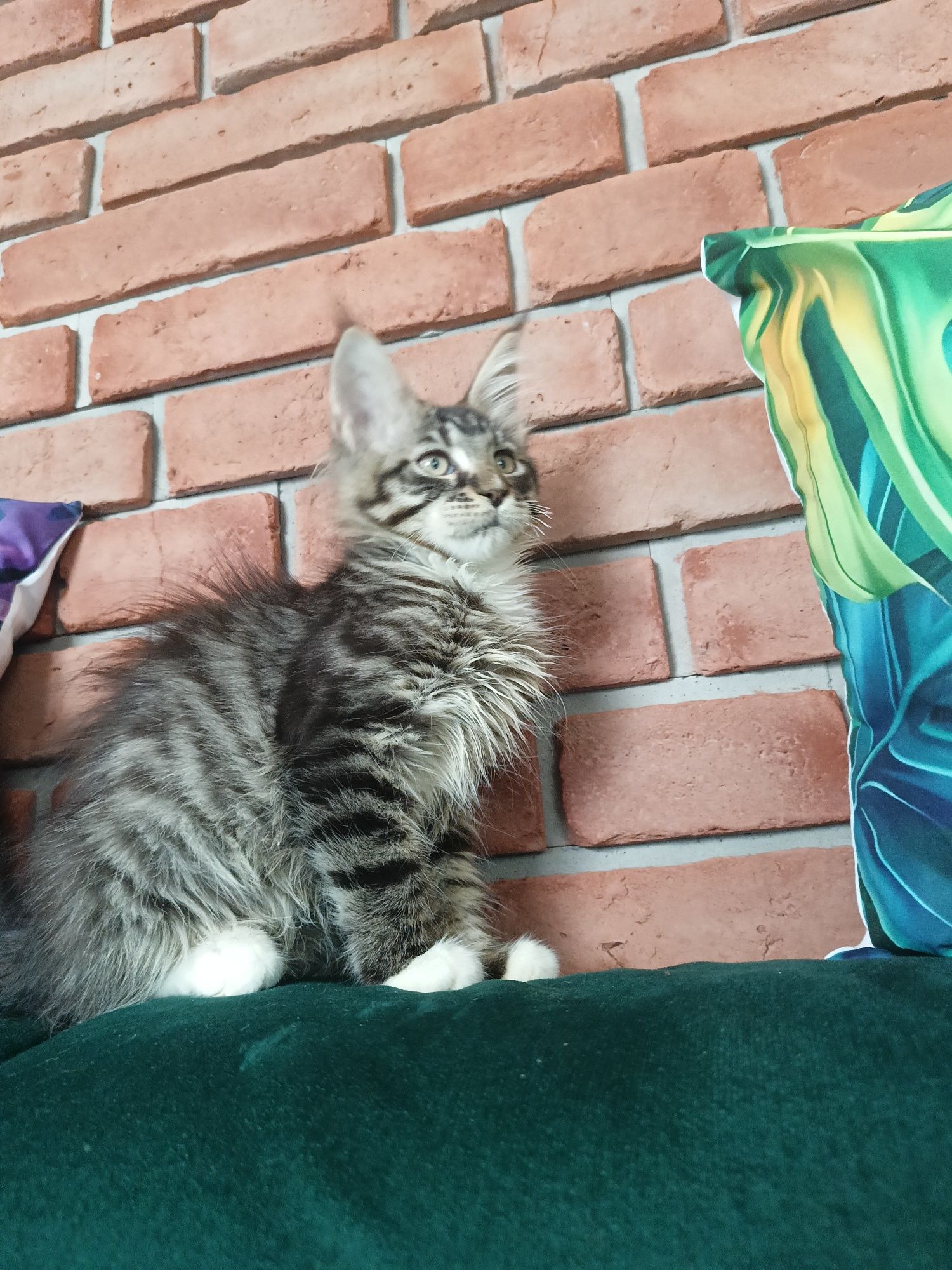 Piękny kocurek Maine Coon
