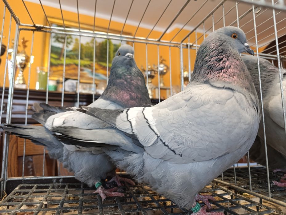 Ryś, rysie na niebieskich pasach i ciemnych lotach, wysyłam, gołębie o